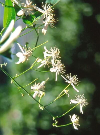 センニンソウ(仙人草)【3月】｜薬草の花｜ 日野製薬ブログ-百草丸・普導丸